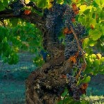 101 year Old Grenache Besson At Harvest