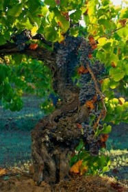 101 year Old Grenache Besson At Harvest