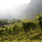 Castelfeder, Pinot Noir Vineyard, morning mist