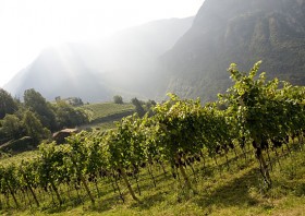 Castelfeder, Pinot Noir Vineyard, morning mist