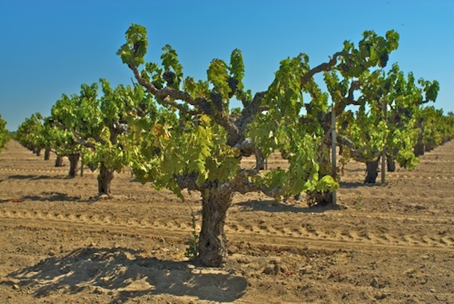 Bechthold, Old Vine Cinsault