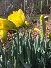 Spring Daffodils