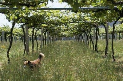 Spanish Vineyard