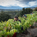 Picking Grapes