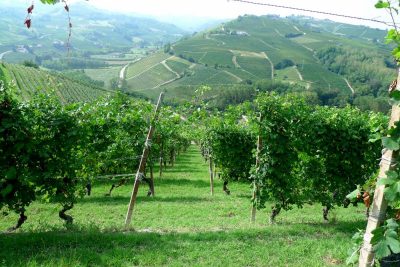 Sunny Vineyard