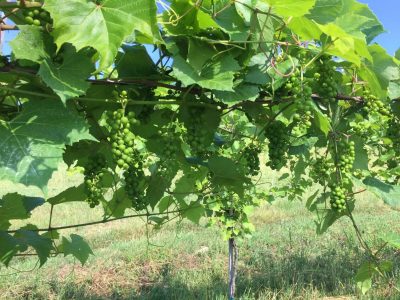 Vermont Grapes