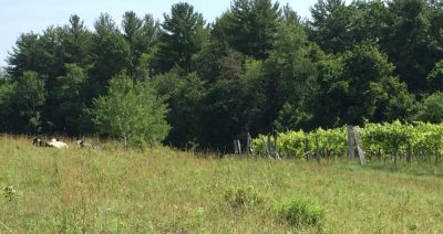 Vermont Vineyard