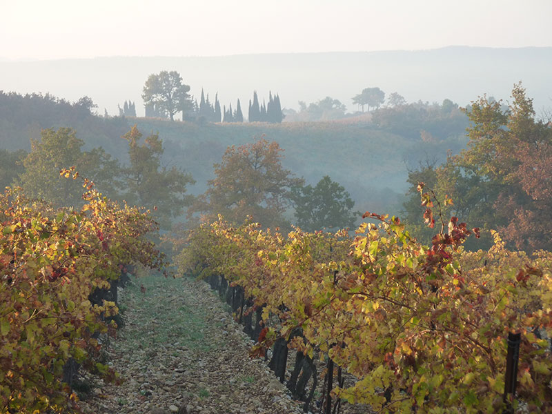 Visan Provence