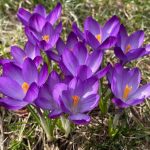 Crocuses