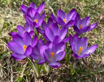 Crocuses