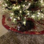 Kitten Under Tree 2023