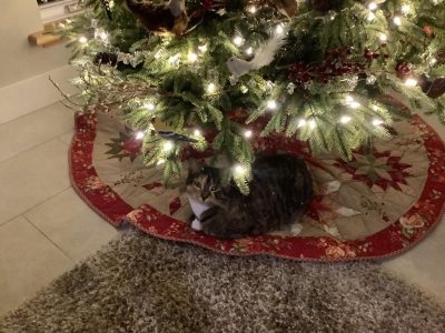 Kitten Under Tree 2023