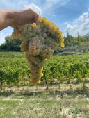  Verdicchio cluster La Staffa, Marche